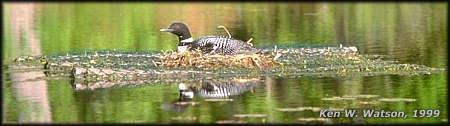 Loon on artificial nest