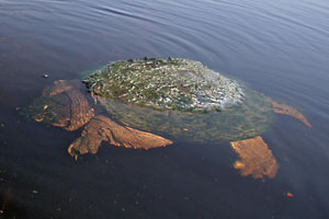 Snapping Turtle - photo by: Ken W. Watson